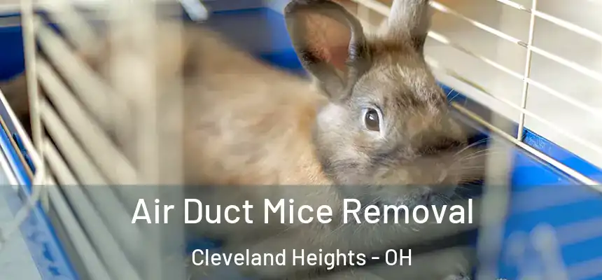 Air Duct Mice Removal Cleveland Heights - OH